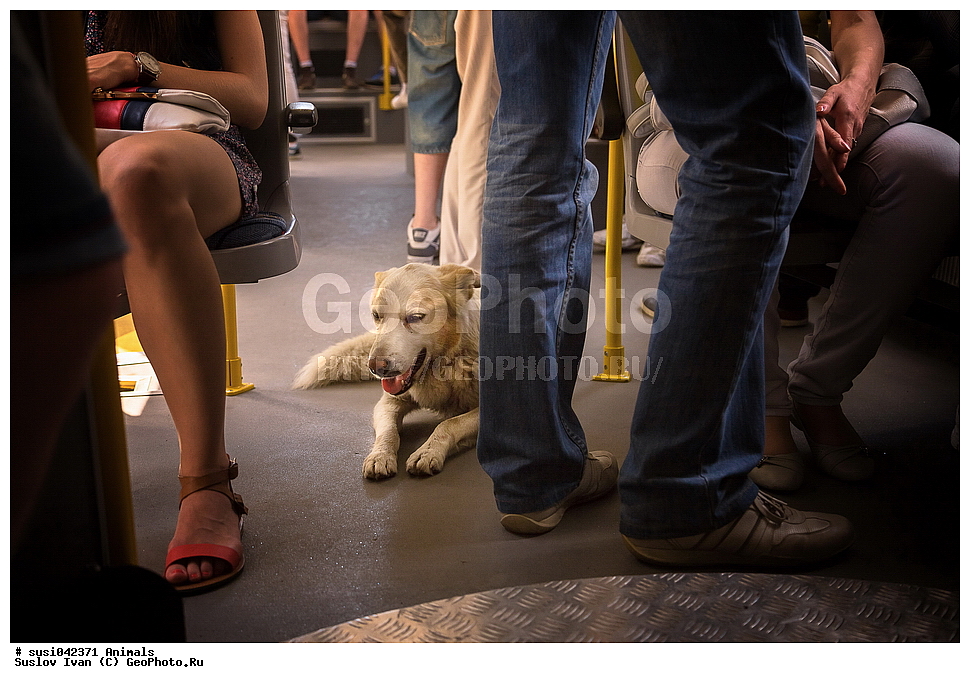 ���������, ������, ����, ������������, �������