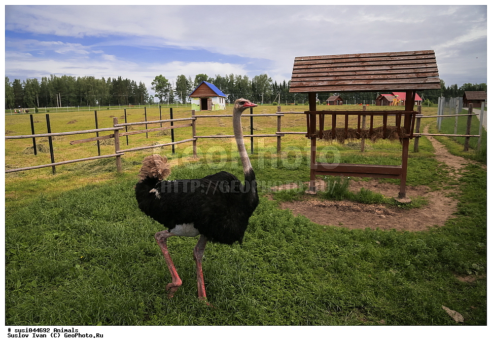 ������,  �����������