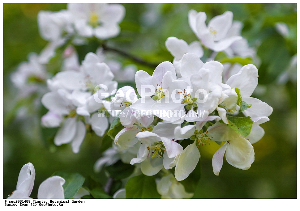 �����, �����, ������������ ���