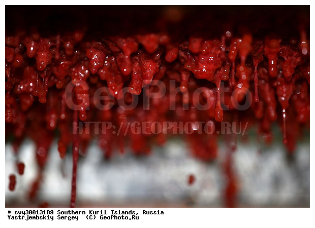 ������, ����� ������, ������� ����, ��������