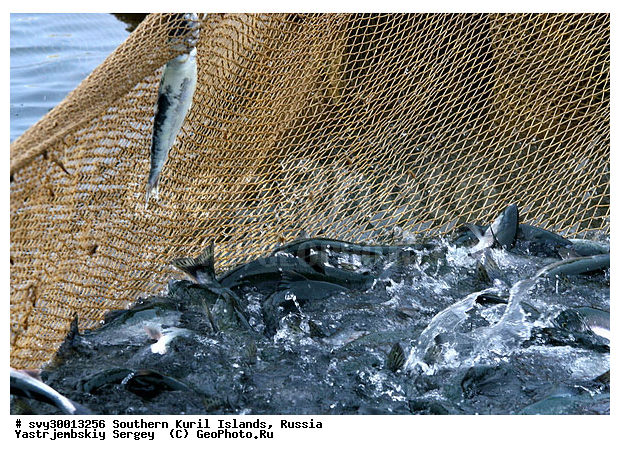 ������, ����� ������