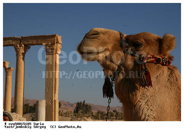 �����, ��������, ��������, �������������, �������������, �����, �����, XYZ, �����������, Camelidae, ���������� �������, ��������, ��������, �������, Camelus dromedarius