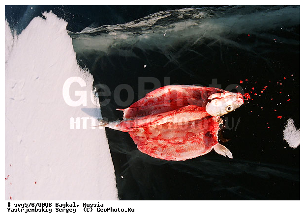 ������, ����, ����