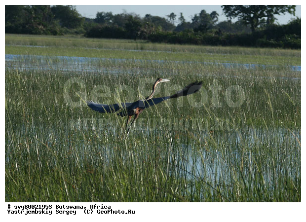 ������, ��������, ��������, ��������, ��������, �����������, �����, �����, XYZ, ��������, Ardeidae, ����������� �����, �����-�������, �����-������, ����� ������, Ardea goliath