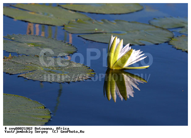 ������, ��������