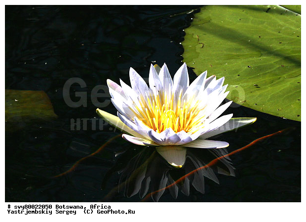 ������, ��������, ������ ���� ��������, �����