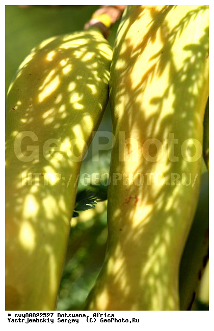 ������, ��������