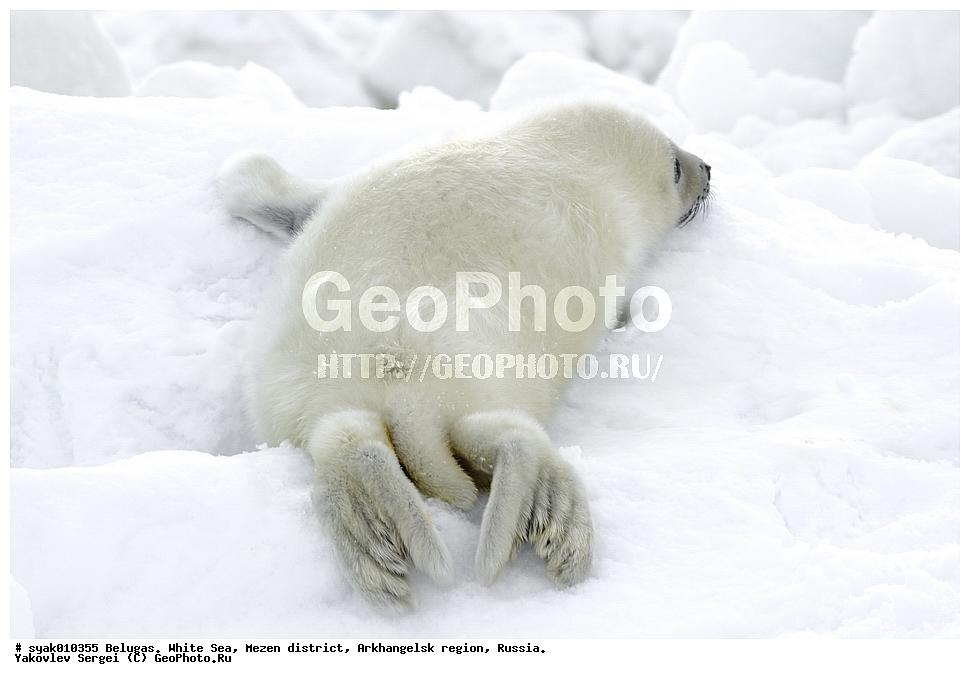 ������, ������, ����� ����, ��������� ����� ������������� �������, ����, 2015 ����, ������, �����, ��������, ��������, �������������, �������������, �����, �����, ������� �������������, ������� �������������, ������� �����, �������, XYZ, ��������� ������, Phocidae, ������������ ������, �����, Pagophilus groenlandicus, ����, ������