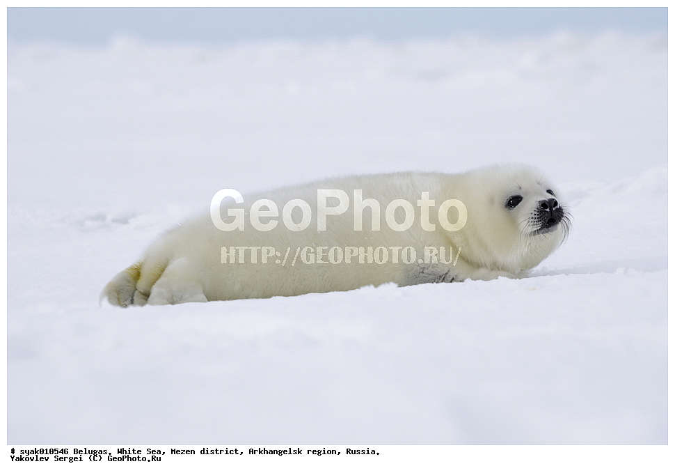 ������, ������, ����� ����, ��������� ����� ������������� �������, ����, 2015 ����, ������, �����, ��������, ��������, �������������, �������������, �����, �����, ������� �������������, ������� �������������, ������� �����, �������, XYZ, ��������� ������, Phocidae, ������������ ������, �����, Pagophilus groenlandicus, ����, ������