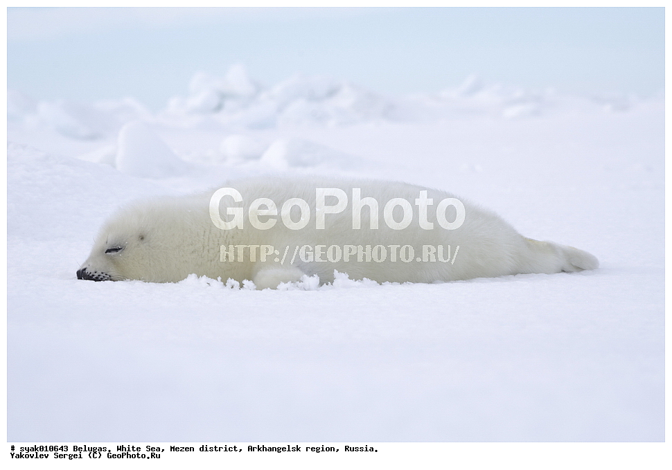������, ������, ����� ����, ��������� ����� ������������� �������, ����, 2015 ����, ������, �����, ��������, ��������, �������������, �������������, �����, �����, ������� �������������, ������� �������������, ������� �����, �������, XYZ, ��������� ������, Phocidae, ������������ ������, �����, Pagophilus groenlandicus, ����, ������
