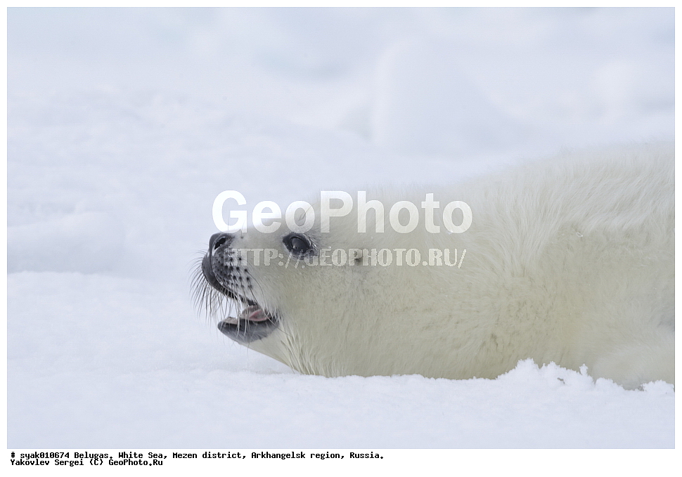 ������, ������, ����� ����, ��������� ����� ������������� �������, ����, 2015 ����, ������, �����, ��������, ��������, �������������, �������������, �����, �����, ������� �������������, ������� �������������, ������� �����, �������, XYZ, ��������� ������, Phocidae, ������������ ������, �����, Pagophilus groenlandicus, ����, ������