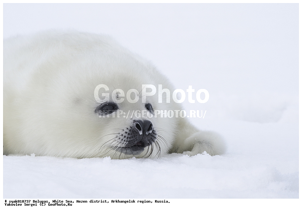 ������, ������, ����� ����, ��������� ����� ������������� �������, ����, 2015 ����, ������, �����, ��������, ��������, �������������, �������������, �����, �����, ������� �������������, ������� �������������, ������� �����, �������, XYZ, ��������� ������, Phocidae, ������������ ������, �����, Pagophilus groenlandicus, ����, ������