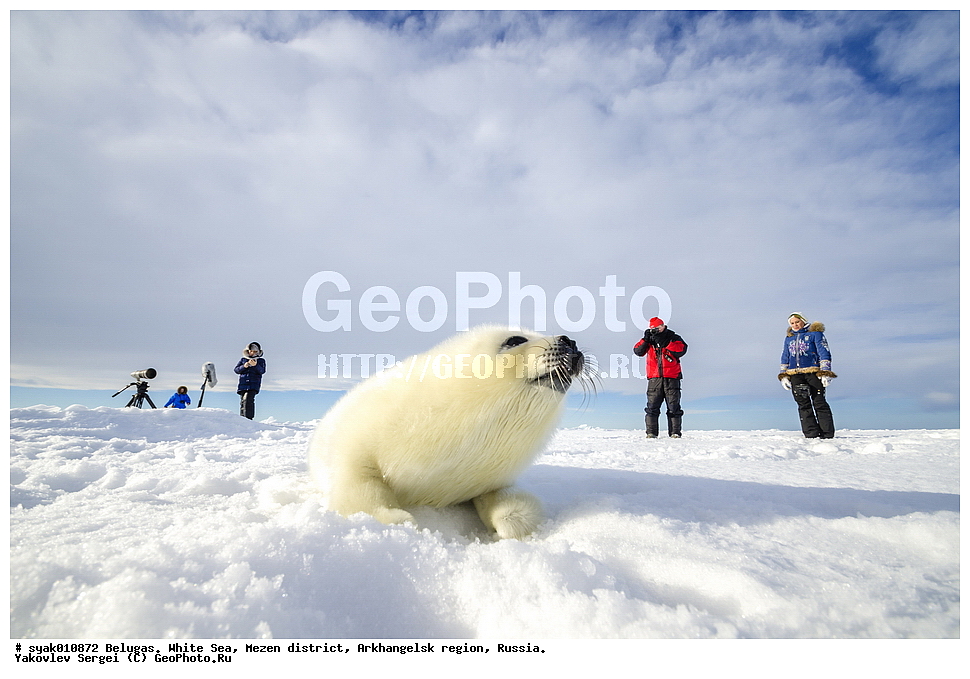 ������, ������, ����� ����, ��������� ����� ������������� �������, ����, 2015 ����, ������, �����, ��������, ��������, �������������, �������������, �����, �����, ������� �������������, ������� �������������, ������� �����, �������, XYZ, ��������� ������, Phocidae, ������������ ������, �����, Pagophilus groenlandicus, ����, ������