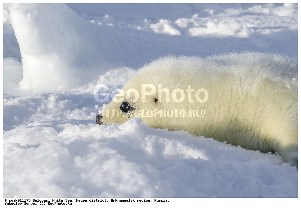 ������, ������, ����� ����, ��������� ����� ������������� �������, ����, 2015 ����, ������, �����, ��������, ��������, �������������, �������������, �����, �����, ������� �������������, ������� �������������, ������� �����, �������, XYZ, ��������� ������, Phocidae, ������������ ������, �����, Pagophilus groenlandicus, ����, ������
