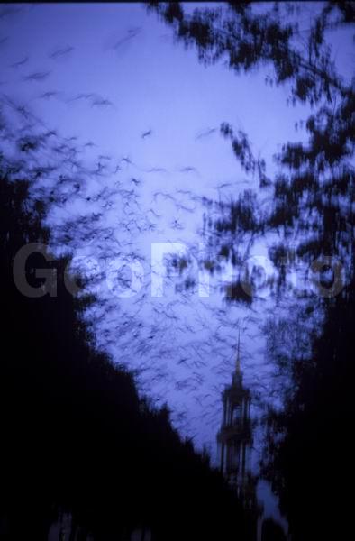 ������������, ������� ������, ������, ����, �������, ����������� ������, ����, ������