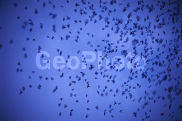 ������������, ������� ������, ������, ����, �������, ����������� ������, �����, �����, ����, ������, �����, �������, ����