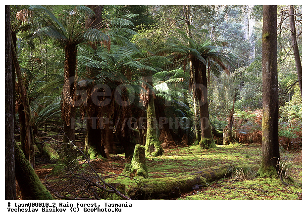 ���������, ��������, ���, �������, ����������� ���