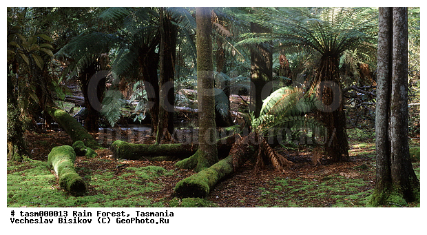 ���������, ��������, ���, �������, ����������� ���