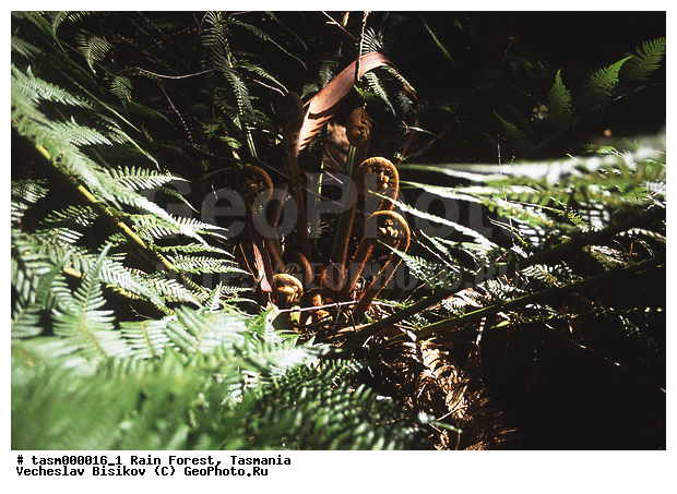 ���������, ��������, ���, �������, ����������� ���