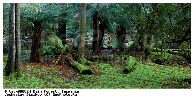 ���������, ��������, ���, �������, ����������� ���