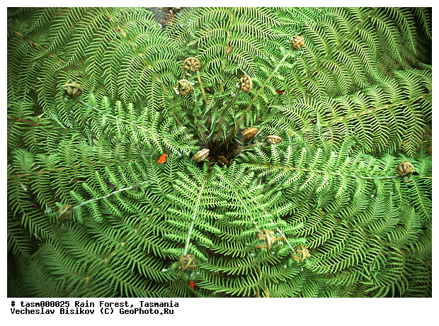 ���������, ��������, ���, �������, ����������� ���