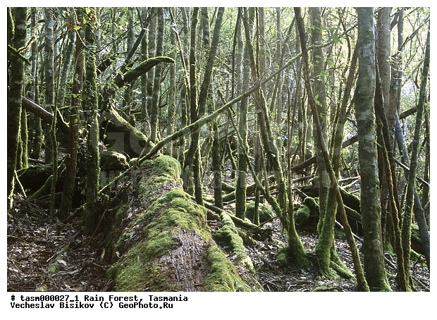 ���������, ��������, ���, �������, ����������� ���