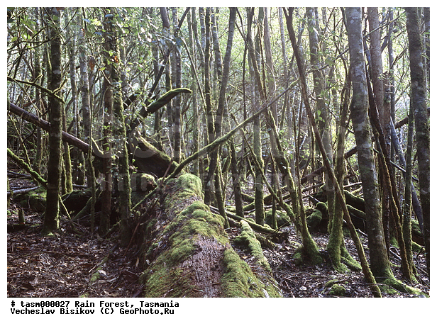 ���������, ��������, ���, �������, ����������� ���