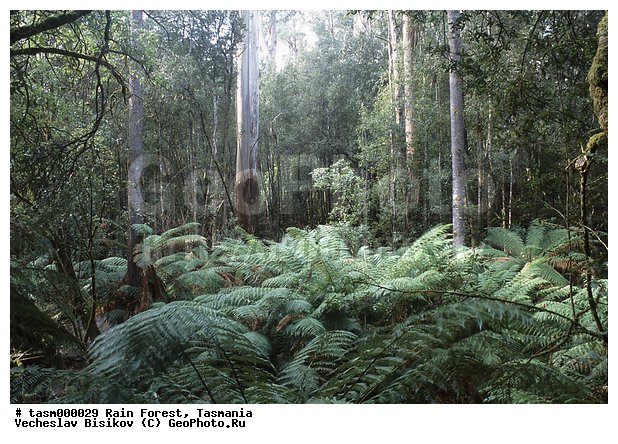 ���������, ��������, ���, �������, ����������� ���