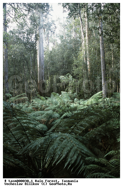 ���������, ��������, ���, �������, ����������� ���