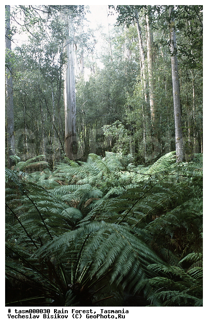 ���������, ��������, ���, �������, ����������� ���