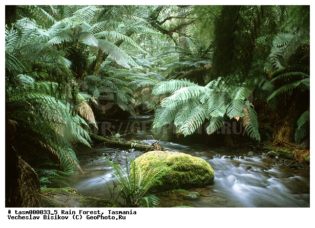 ���������, ��������, ���, �������, ����������� ���