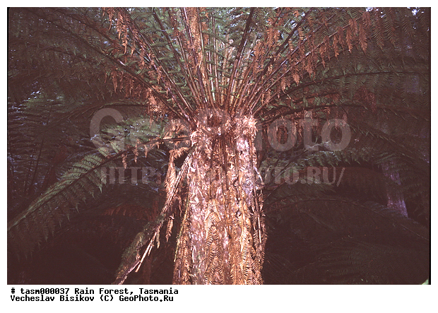 ���������, ��������, ���, �������, ����������� ���