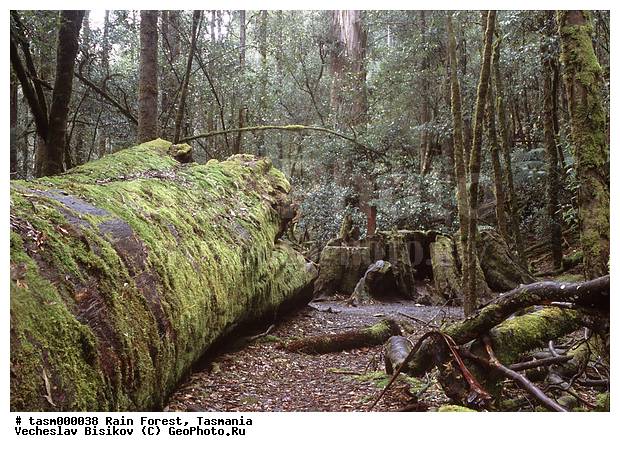 ���������, ��������, ���, �������, ����������� ���