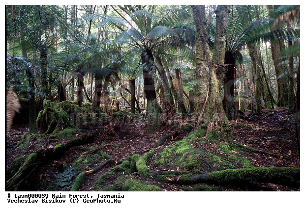 ���������, ��������, ���, �������, ����������� ���