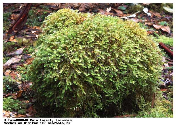 ���������, ��������, ���, �������, ����������� ���