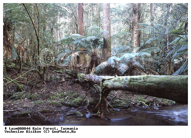 ���������, ��������, ���, �������, ����������� ���