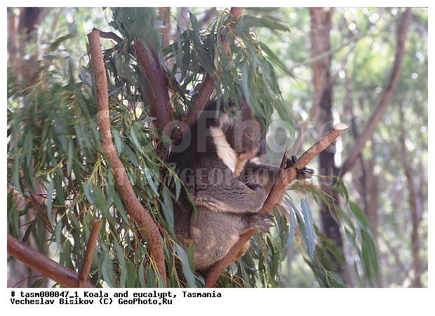 ��������, �����, �������������, �����, ��������, ��������, ��������, ������������ ������, ��������, ��������, �������������, �������������, �����, �����, ��������, ��������, XYZ, �����, ��������, Phascolarctidae, �����, Phascolarctos cinereus