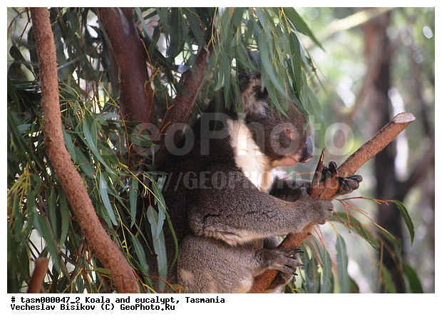 ��������, �����, �������������, �����, ��������, ��������, ��������, ������������ ������, ��������, ��������, �������������, �������������, �����, �����, ��������, ��������, XYZ, �����, ��������, Phascolarctidae, �����, Phascolarctos cinereus