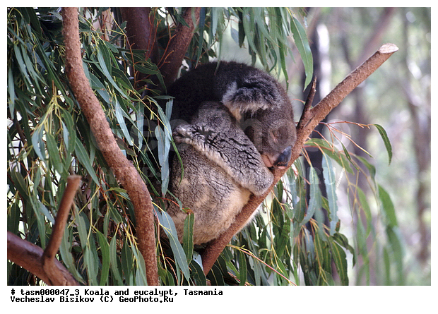 ��������, �����, �������������, �����, ��������, ��������, ��������, ������������ ������, ��������, ��������, �������������, �������������, �����, �����, ��������, ��������, XYZ, �����, ��������, Phascolarctidae, �����, Phascolarctos cinereus