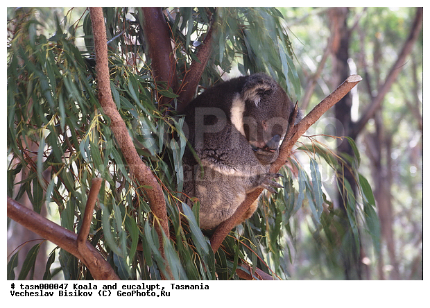 ��������, �����, �������������, �����, ��������, ��������, ��������, ������������ ������, ��������, ��������, �������������, �������������, �����, �����, ��������, ��������, XYZ, �����, ��������, Phascolarctidae, �����, Phascolarctos cinereus