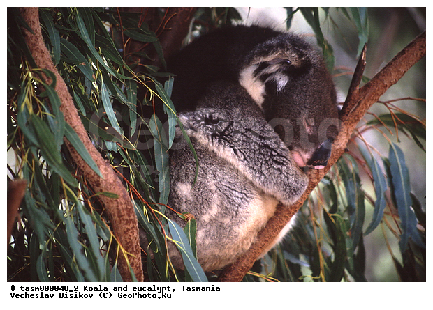 ��������, �����, �������������, �����, ��������, ��������, ��������, ������������ ������, ��������, ��������, �������������, �������������, �����, �����, ��������, ��������, XYZ, �����, ��������, Phascolarctidae, �����, Phascolarctos cinereus