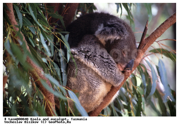 ��������, �����, �������������, �����, ��������, ��������, ��������, ������������ ������, ��������, ��������, �������������, �������������, �����, �����, ��������, ��������, XYZ, �����, ��������, Phascolarctidae, �����, Phascolarctos cinereus