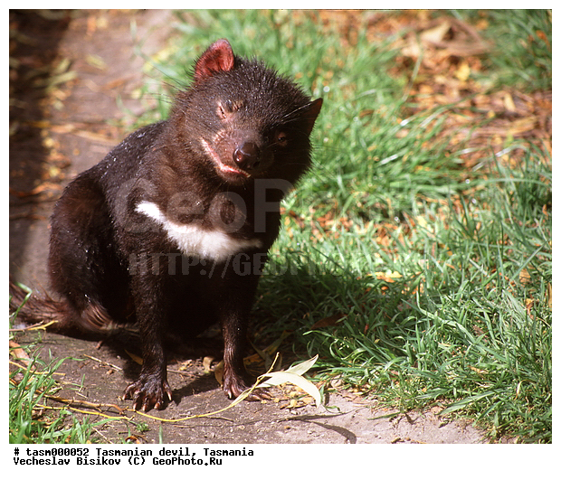 ���������, ��������, ������, ��������, �������������, �����, ��������, ��������, ������������ ������, ��������, ��������, �������������, �������������, �����, �����, ��������, ��������, �������, ������, XYZ, ������ ��������, Dasyuridae, �������� ������, ���������� ������, �������� ����, �������� ����, Sarcophilus laniarius, Sarcophilus harrisii