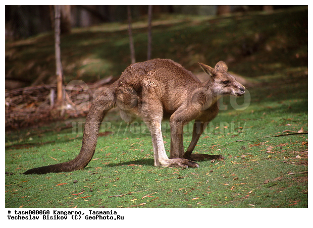 ���������, ��������, ��������, �������, �������������, �������������, �����, ��������, �������� ��������, ��������