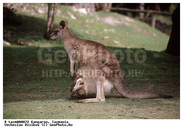 ���������, ��������, ��������, �������, �������������, �������������, �����, ��������, �������� ��������, ��������