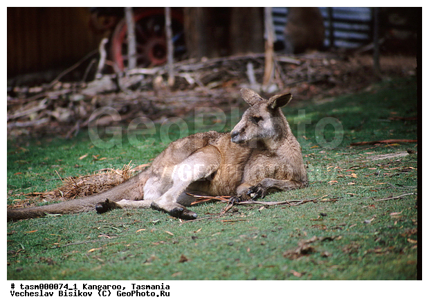 ���������, ��������, ��������, �������, �������������, �������������, �����, ��������, �������� ��������, ��������