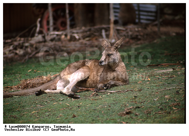 ���������, ��������, ��������, �������, �������������, �������������, �����, ��������, �������� ��������, ��������