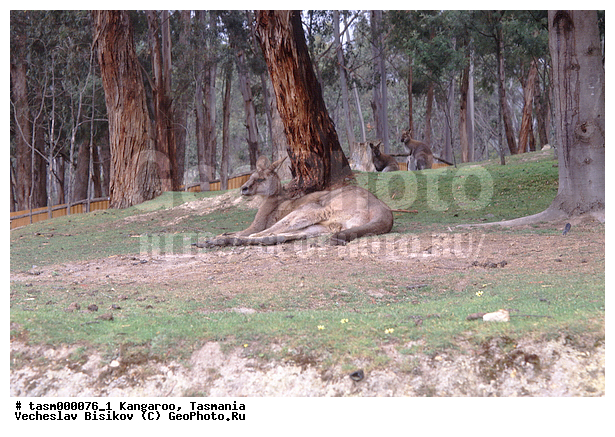 ���������, ��������, ��������, �������, �������������, �������������, �����, ��������, �������� ��������, ��������