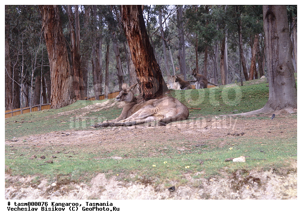 ���������, ��������, ��������, �������, �������������, �������������, �����, ��������, �������� ��������, ��������