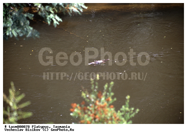 ���������, ��������, ��������, ����, �������, ��������, ���������, ��������, ��������, �������������, �������������, �����, �����, �������, XYZ, �����������, Ornithorhynchidae, �������, Ornithorhynchus anatinus